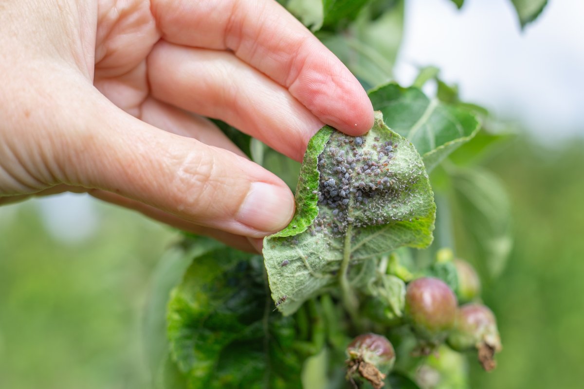 Closeup of a person's hand checking a leaf infested with black aphids.