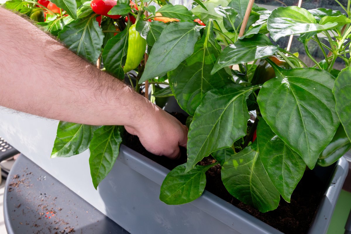 Hand checking soil and root depth among dense pepper foliage,
