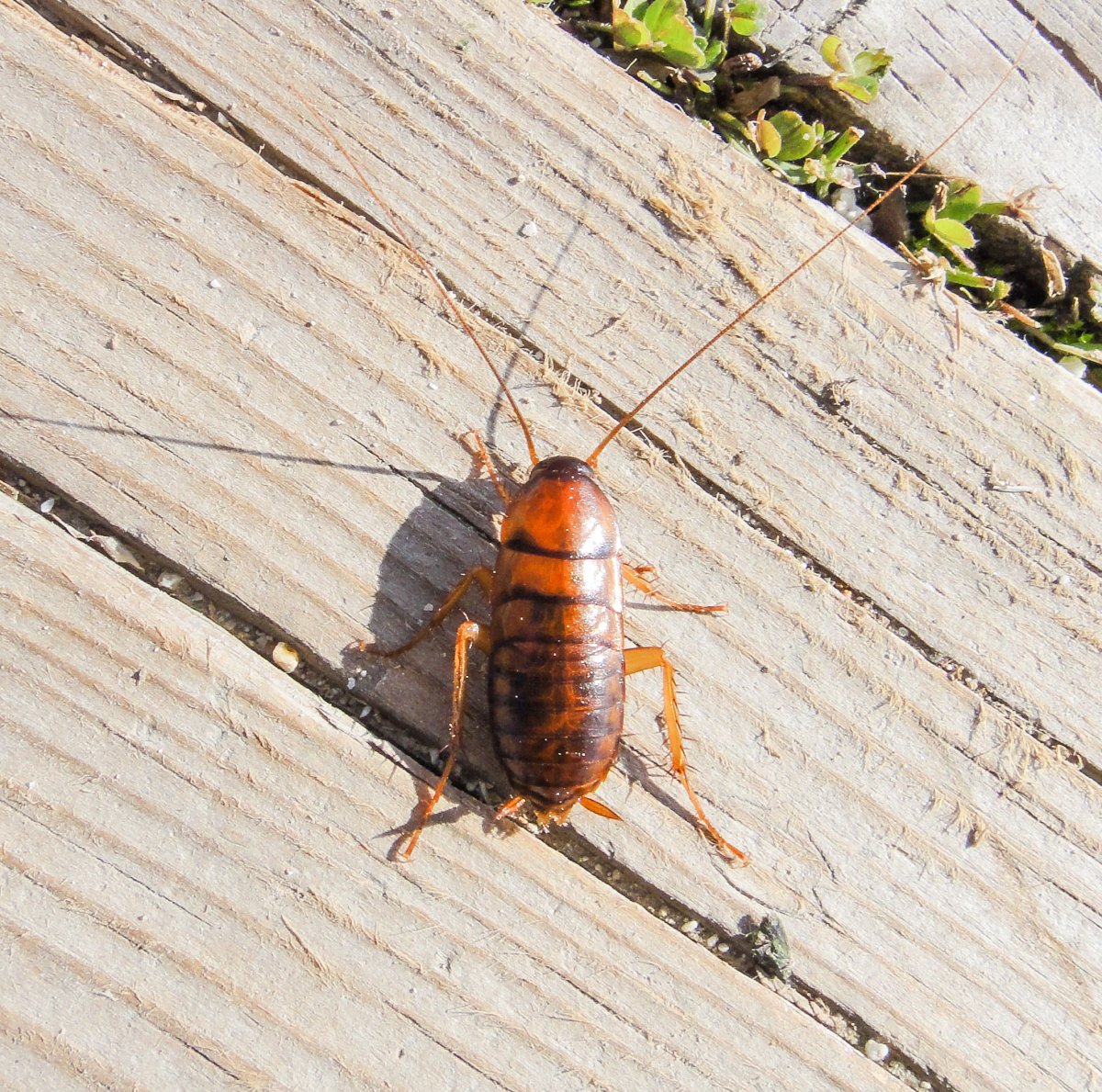 Closeup of Asian cockroach
