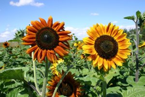 Tall sunflowers of red and orange varieties.
