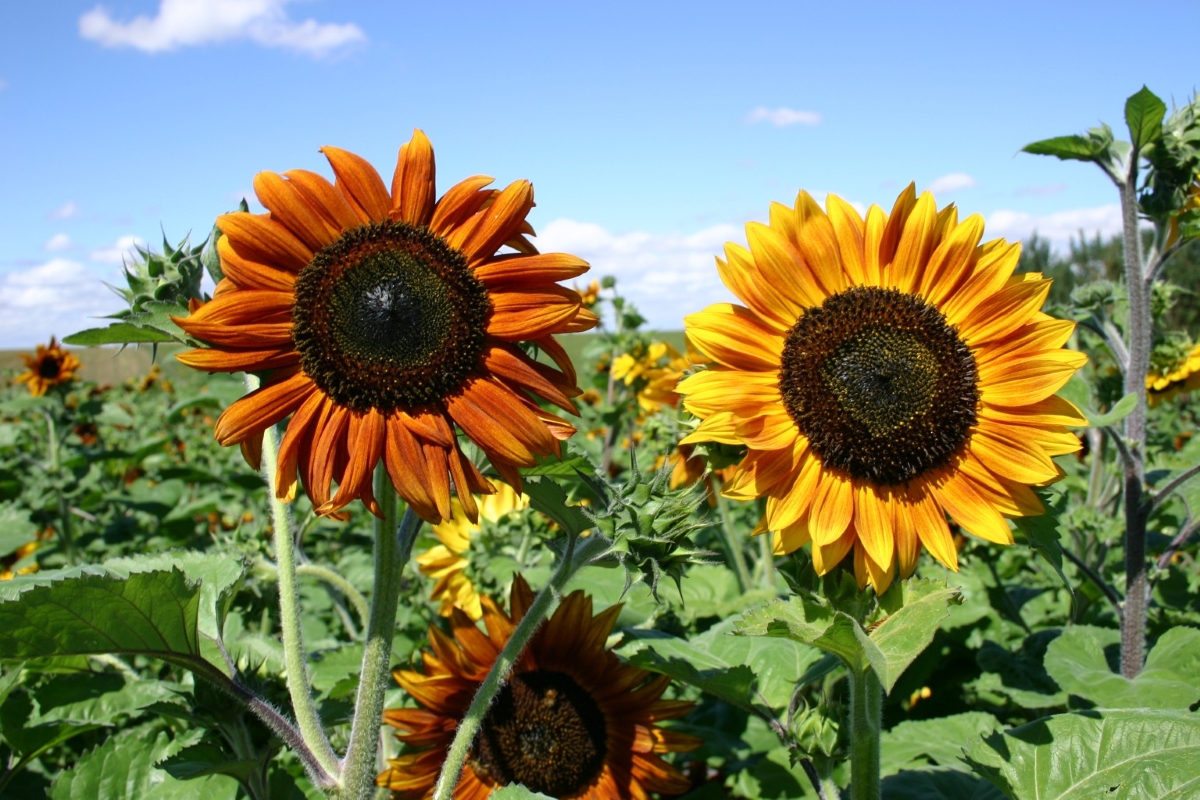 Tall sunflowers of red and orange varieties. 
