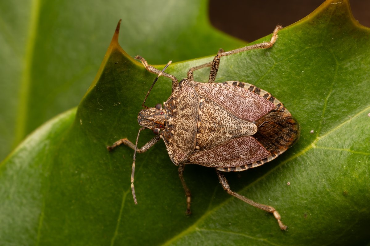 Brown marmorated stink bug.