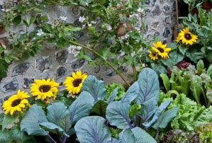 Sunflowers planted near kale and other greens in a raised bed urban garden.