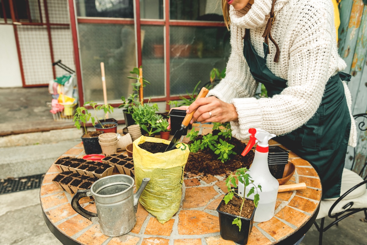 A woman in a white sweater uses a hori-hori knife to divide soil into pots.
