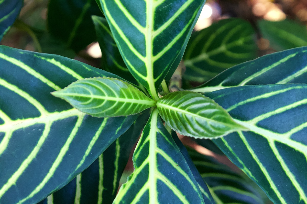 Zebra Plant Leaves with Natural Yellow Stripes. Aphelandra squarrosa