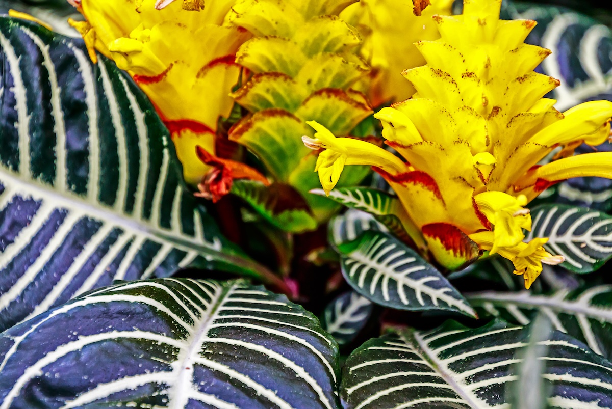 The Zebra Plant, Aphelandra squarrosa, is a great ornamental houseplant
