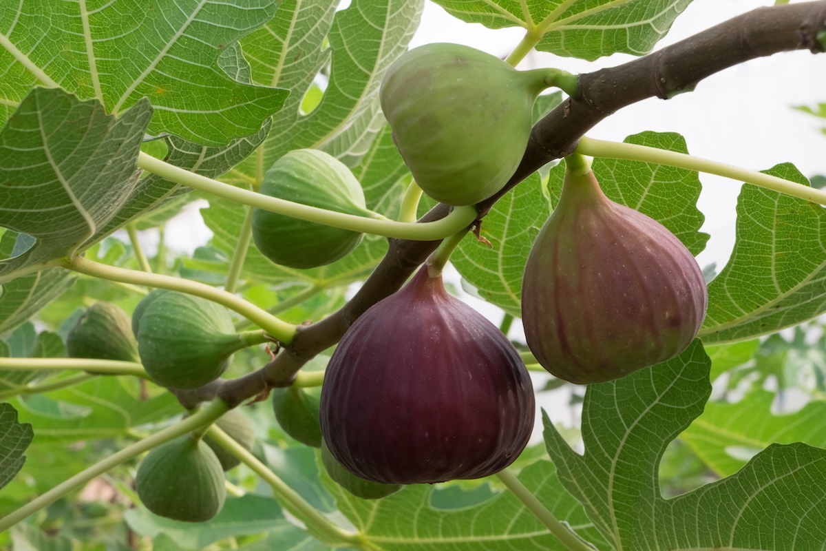 Figs growing on a tree in a home garden.