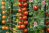 Close up of cherry tomatoes growing on a trellis with twin support.