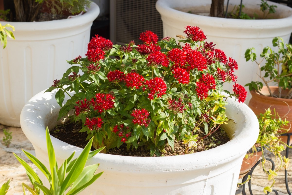 Red blooming pentas flowers in a large white plant pot. 