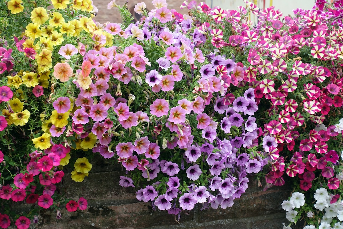 Petunia flowers in a home garden.