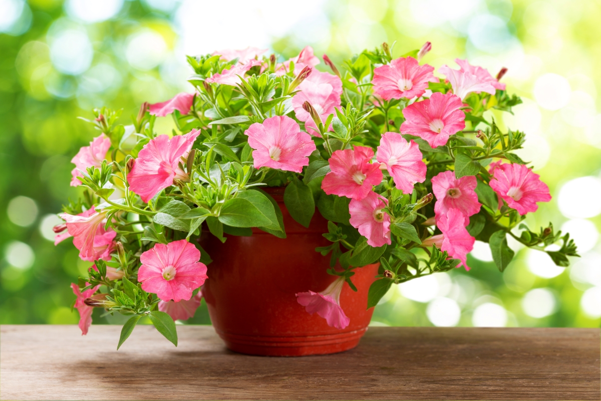 Pink petunia flowers in a pot.