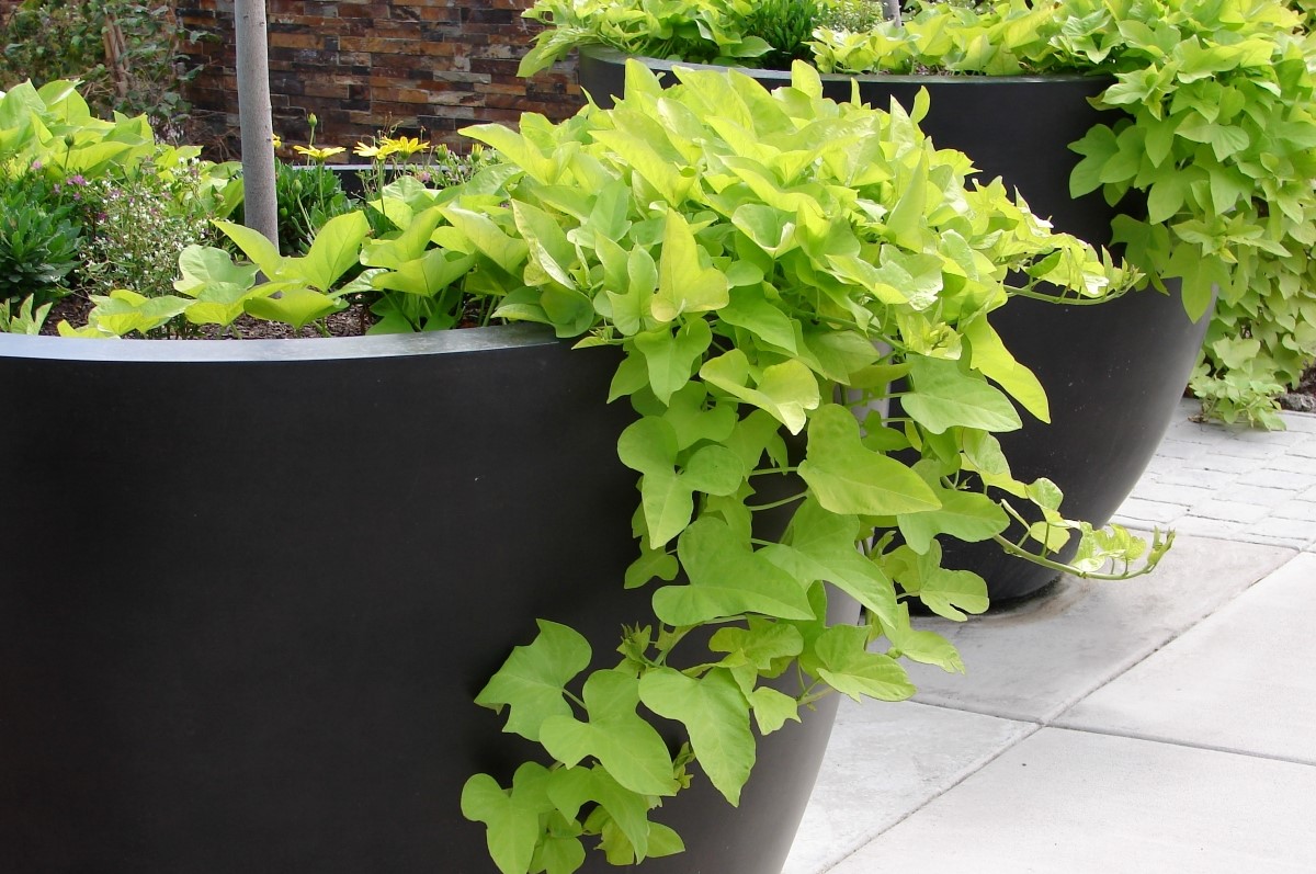 Sweet potato vines growing in large planters.