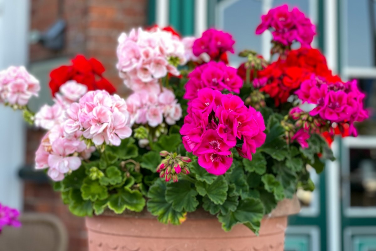 Vibrant red and pink blooming geranium flowers in a decorative flower pot.