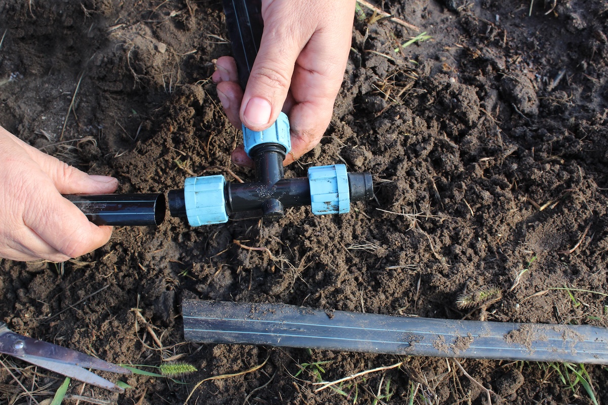 A gardener setting up a drip irrigation system in a raised bed garden.