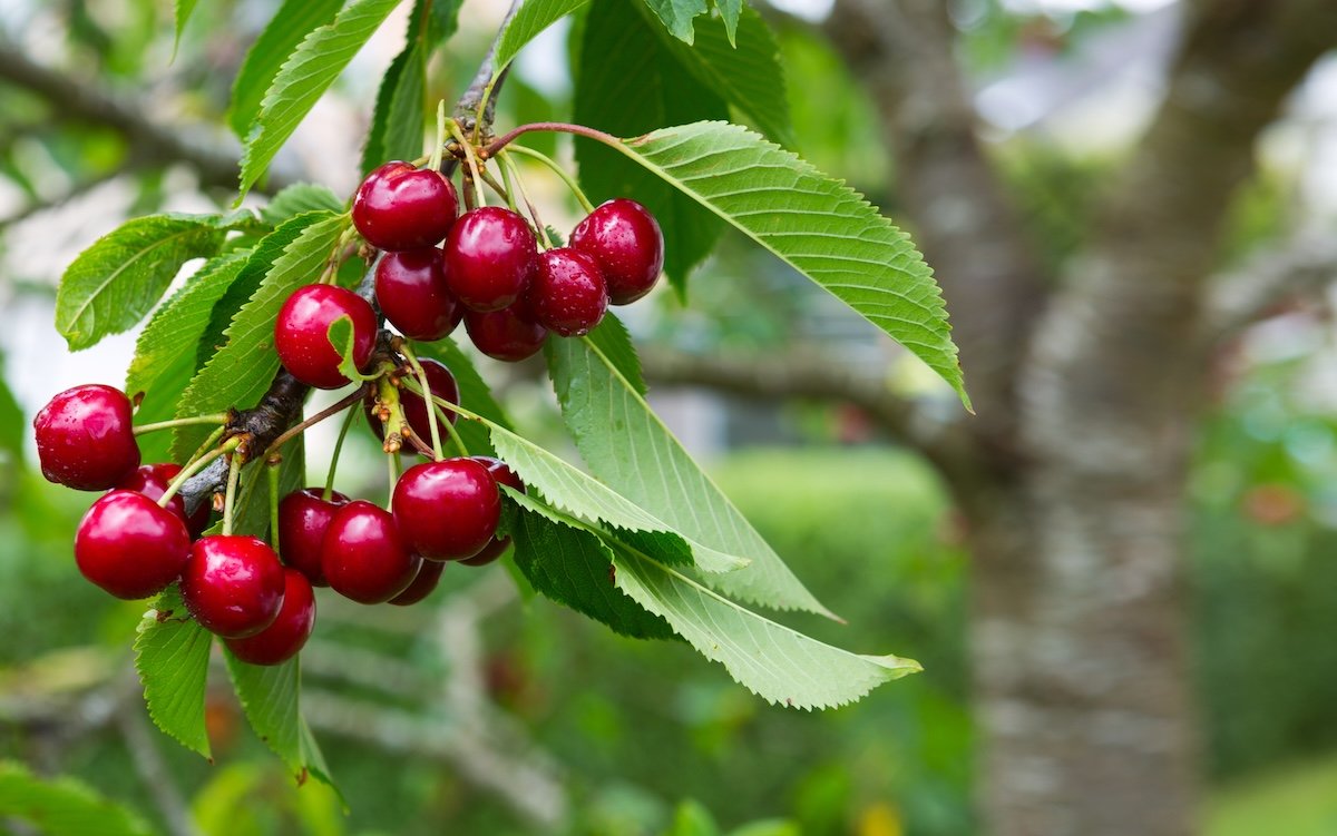 Cherries growing on a home cherry tree.