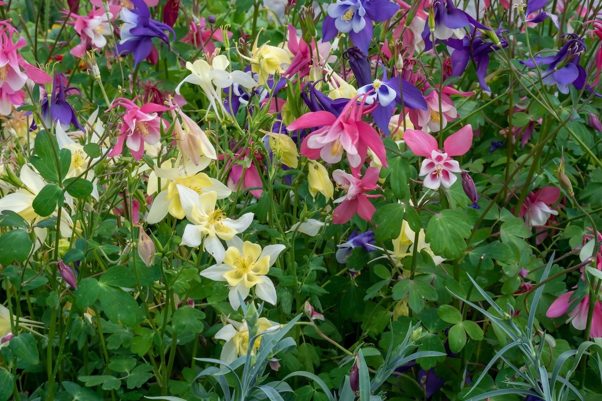 Mixed colors of columbine flowers in a home garden.