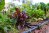 A vegetable and herb garden in a raised bed with a DIY drip irrigation system installed for watering the plants efficiently.