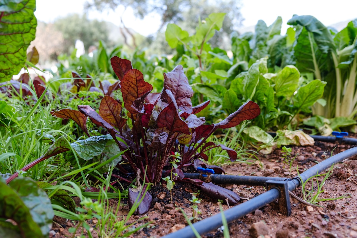 A vegetable and herb garden in a raised bed with a DIY drip irrigation system installed for watering the plants efficiently.