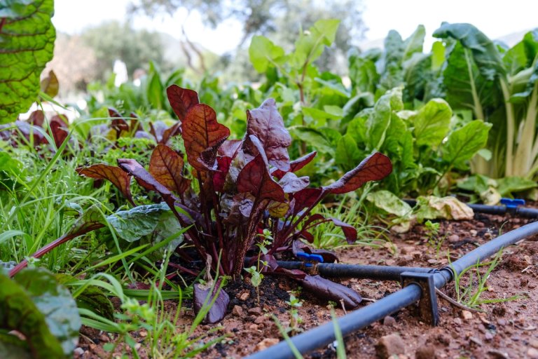 A vegetable and herb garden in a raised bed with a DIY drip irrigation system installed for watering the plants efficiently.
