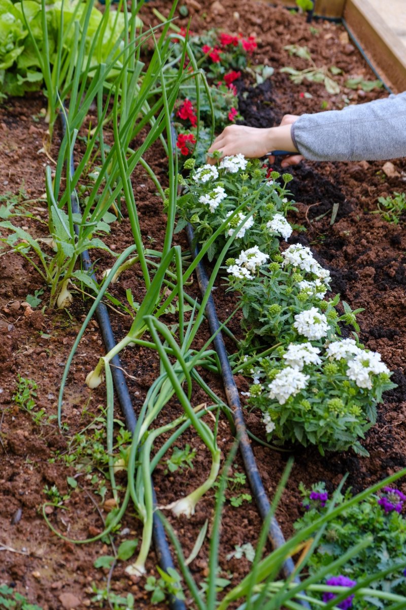 A gardener placing drip irrigation lines in a raised garden bed.