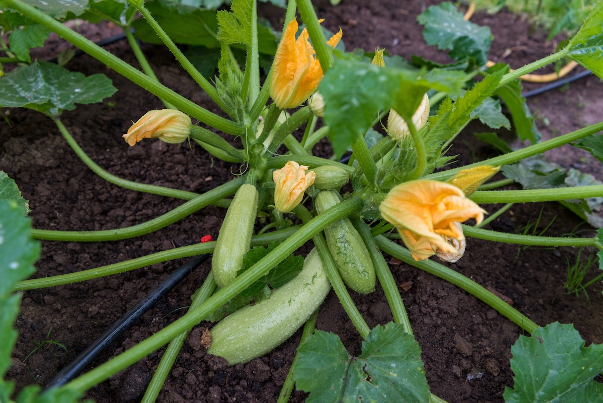 Zucchini summer squash growing in a raised bed vegetable garden with a DIY drip irrigation system.