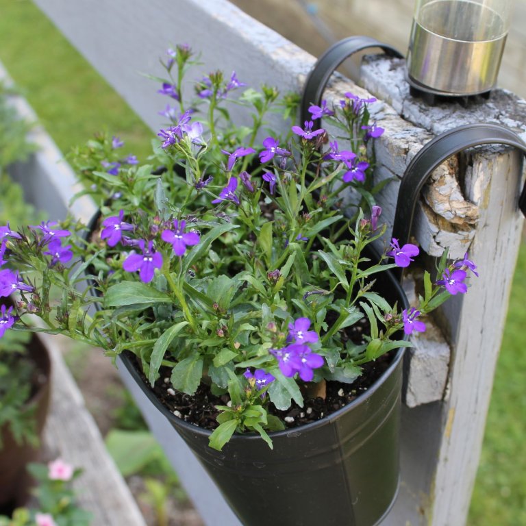 Dahey Metal Iron Hanging Flower Pots