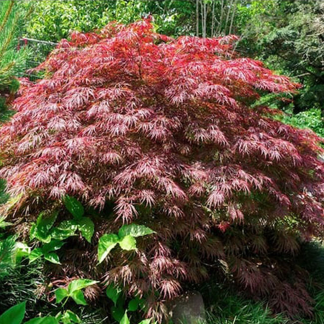 Easy Curb Appeal Updates Plant a Pretty Tree