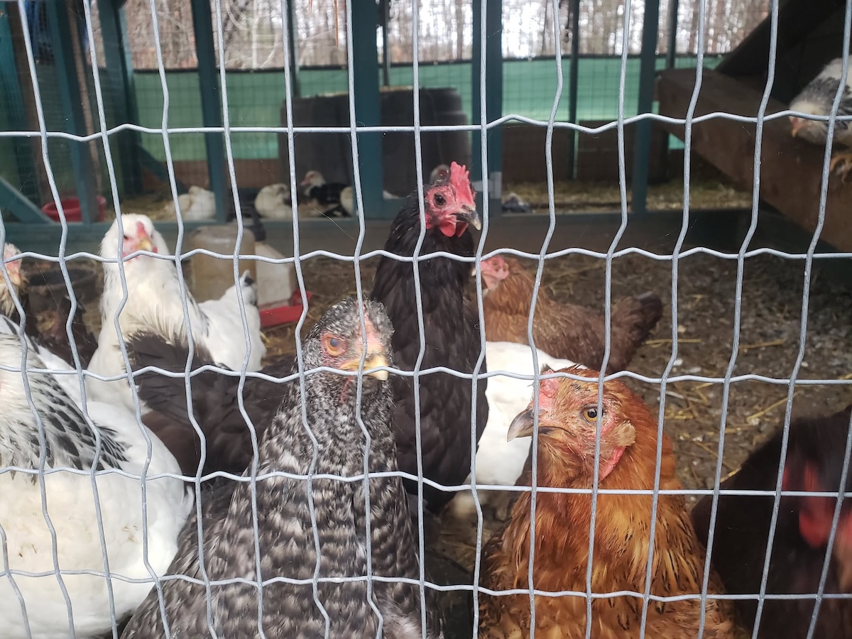 Writer Lauren Landers' backyard chickens inside her DIY coop.