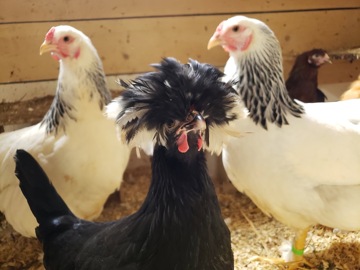 Backyard chickens at author Lorraine Landers' homestead.