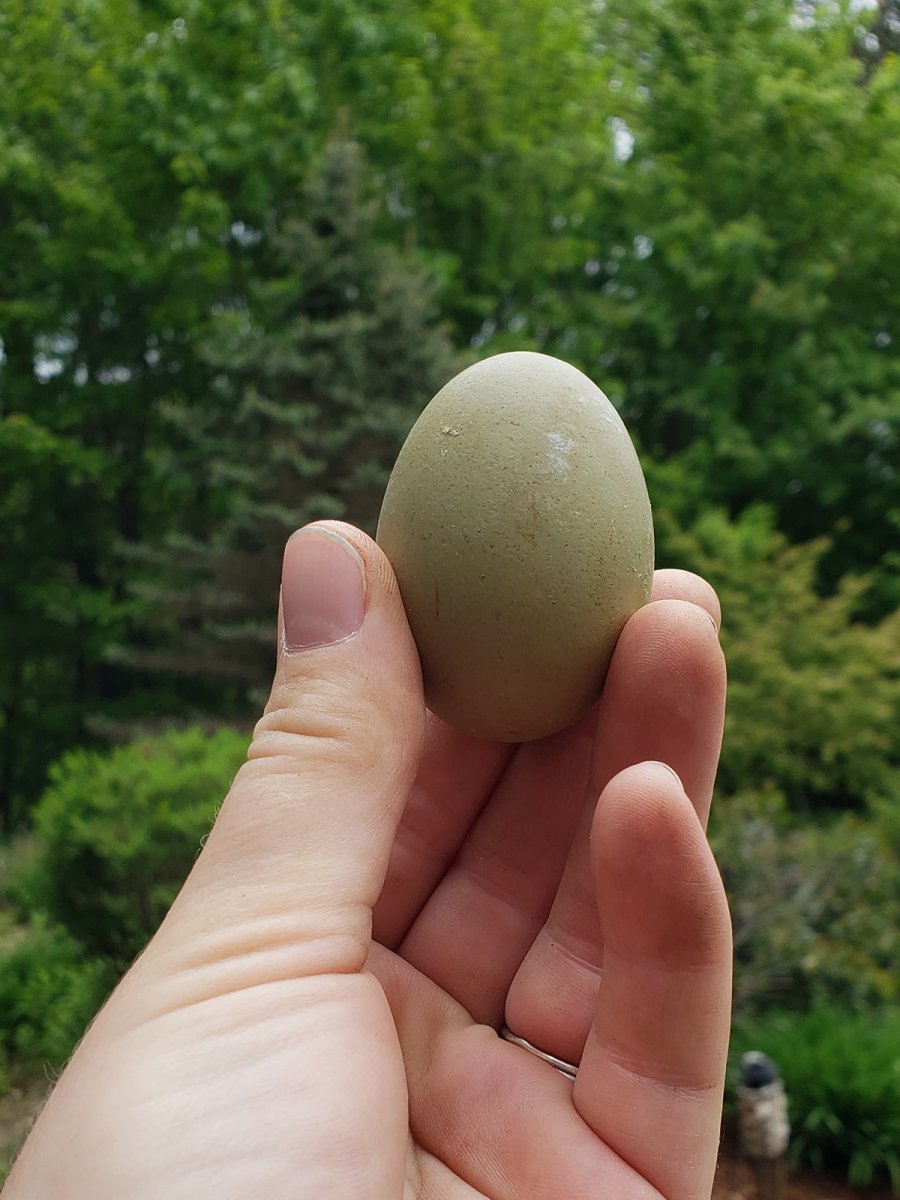 Author Lorraine Landers holds eggs produced by her backyard chickens.