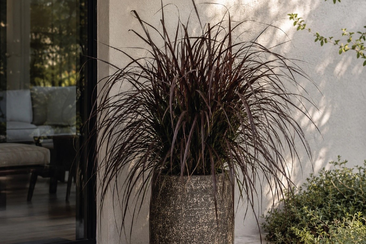Red fountain grass growing in a container outside the home.