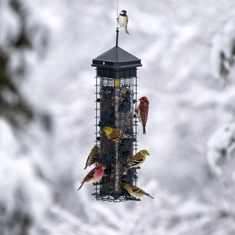 Several birds enjoying seed from the Brome Squirrel Solution200 Squirrel-Proof Bird Feeder