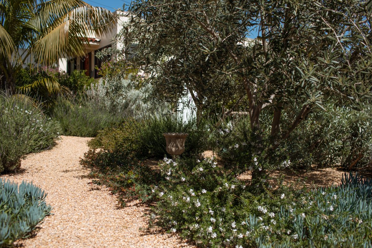 Plantings filling front yard instead of grass