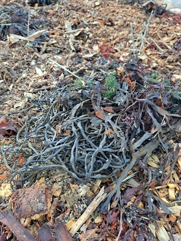 Seaweed to collect from the beach for the garden.