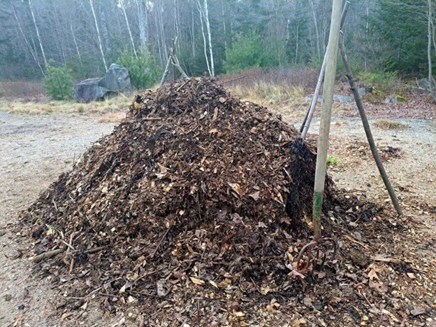 A pile of seaweed waiting to dry and go into a garden.