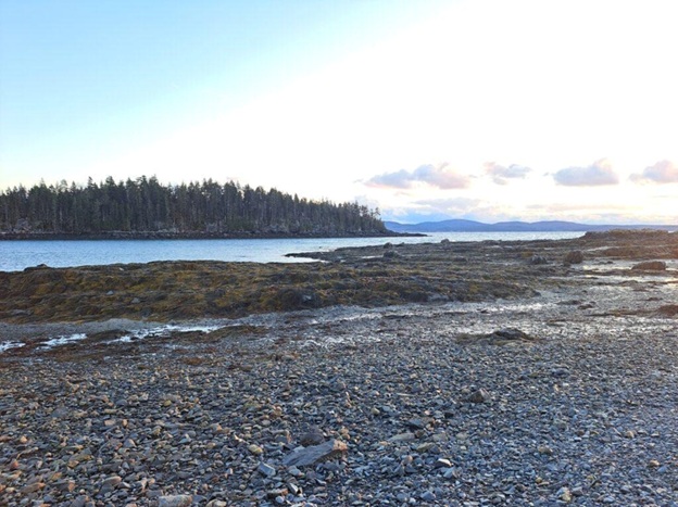 Coastal Maine with seaweed drying out on rocky beach.