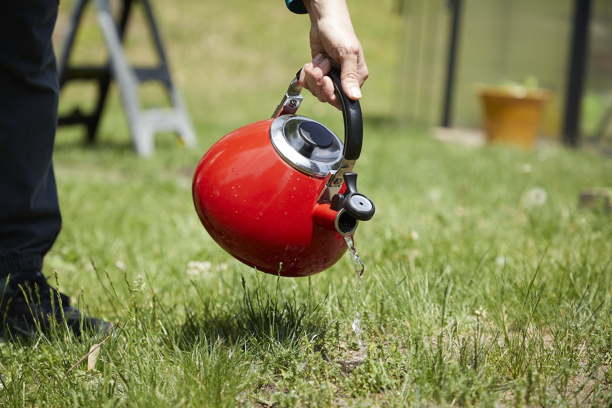 Person pours water from a red kettle on a grassy area of a yard with a small anthill.