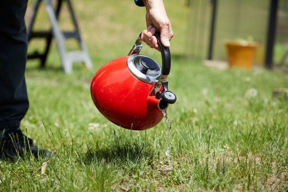 Person pours water from a red kettle on a grassy area of a yard with a small anthill.