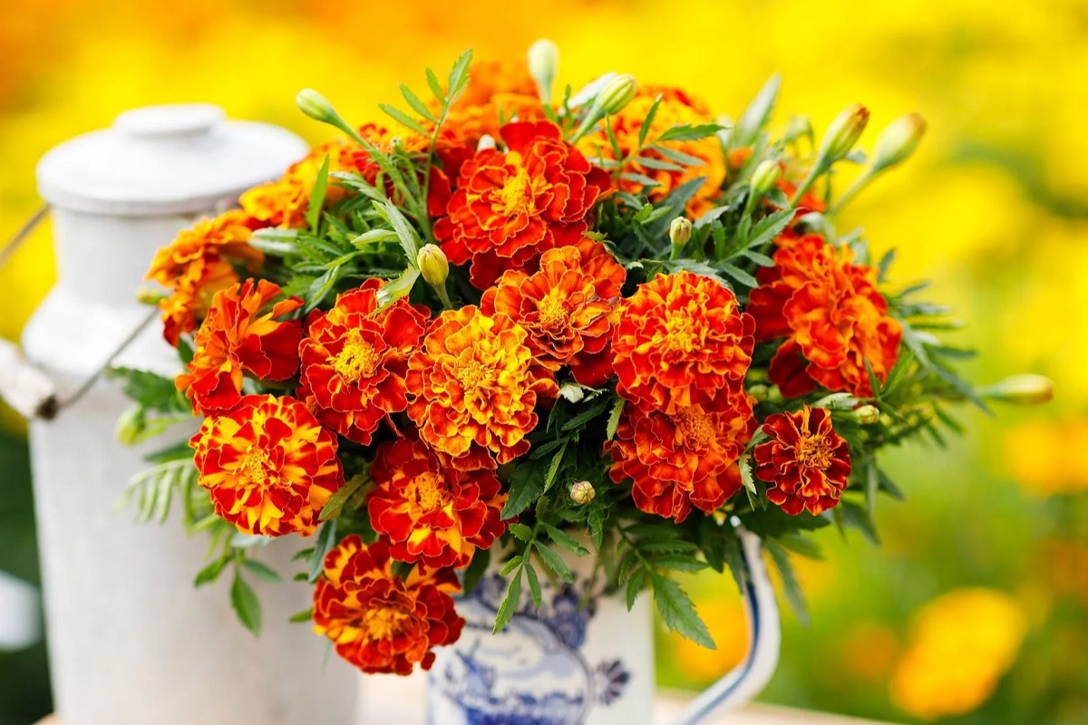 Bright yellow and orange French Marigold flowers.