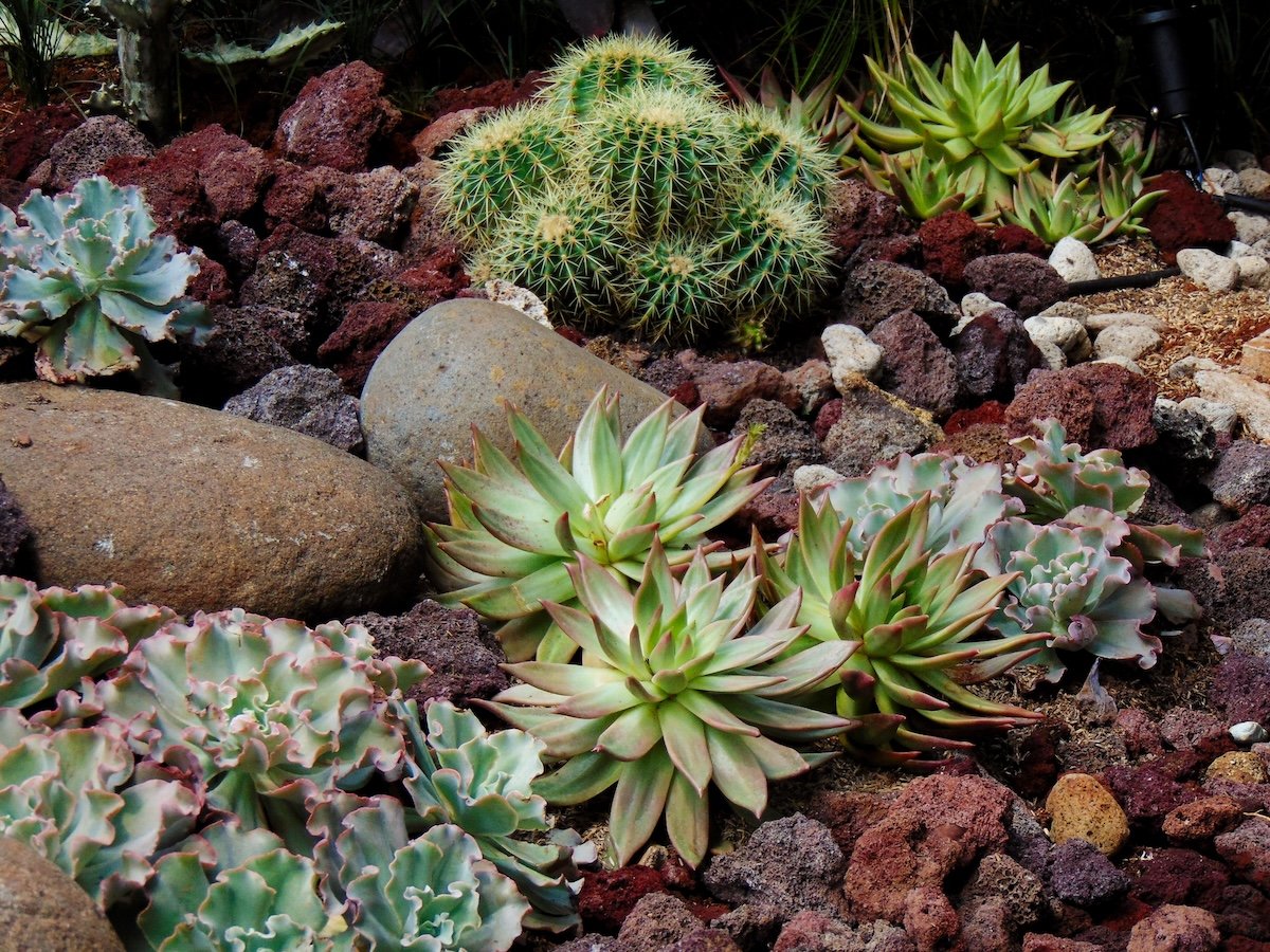 A view of the succulent garden that consists of Molded wax agave, Golden barrel cactus, Echeveria Dorothy, lava rocks, etc.