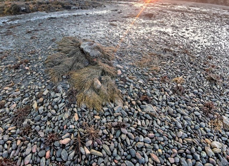 Seaweed on a beach ready for harvesting.