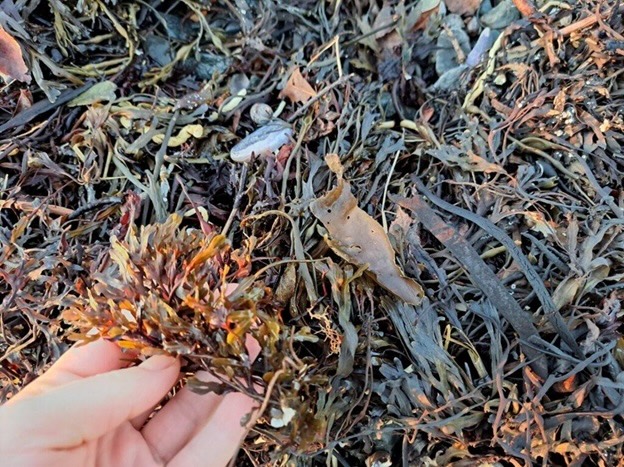 Harvesting seaweed from coast to use for garden fertilizer and mulch.