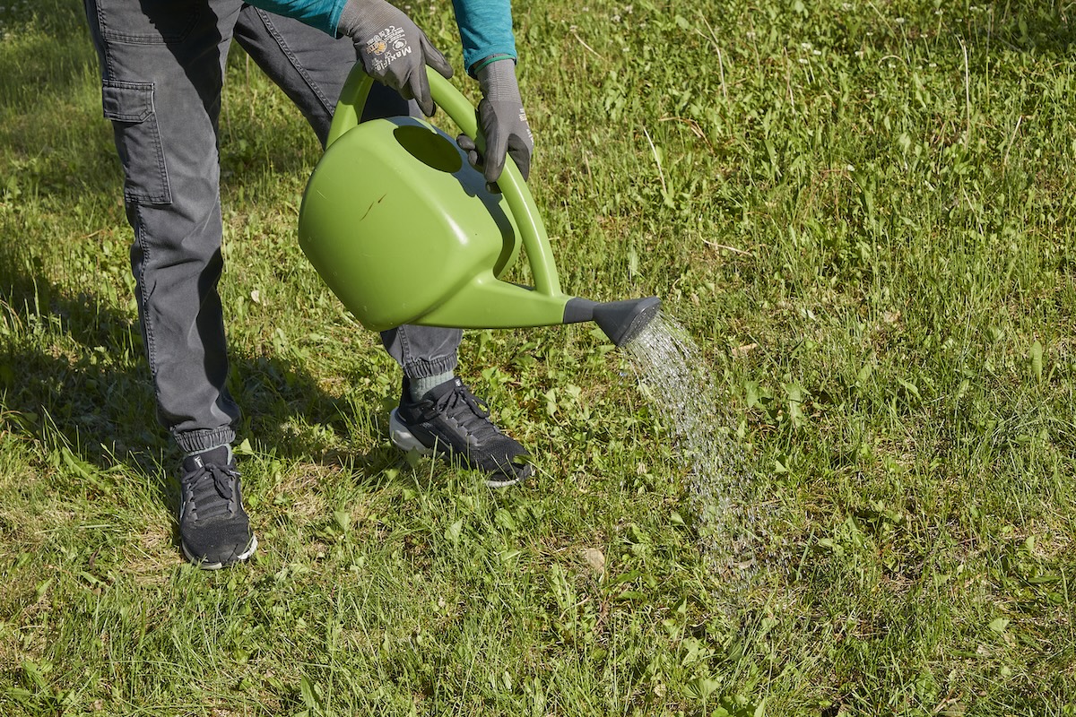 Woman waters the ground with a green watering can.