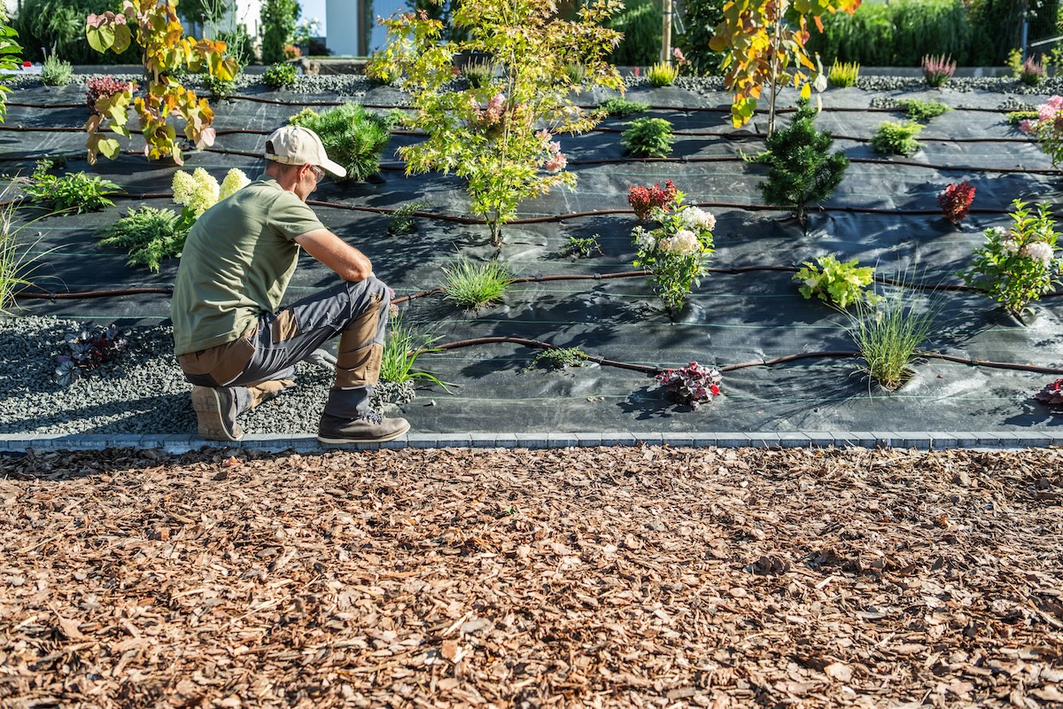 A man kneels on the ground, caring for plants in a sloped garden that are planted in black landscape fabric.