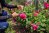 Woman deadheading dry spent English rose hips in summer garden.