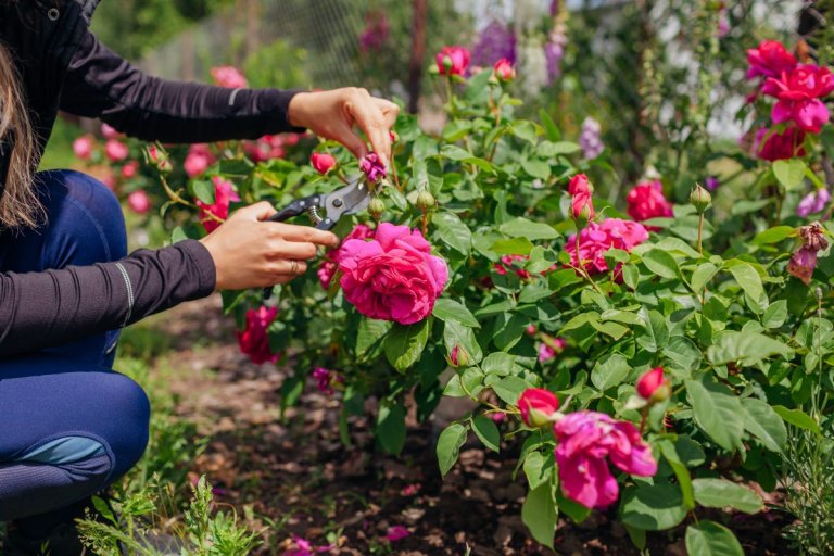 Woman deadheading dry spent English rose hips in summer garden.
