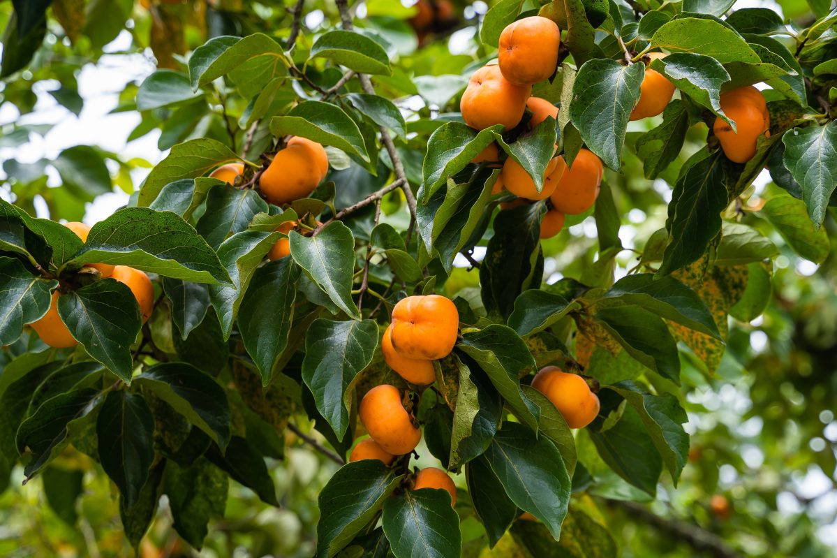 Closeup of persimmon tree