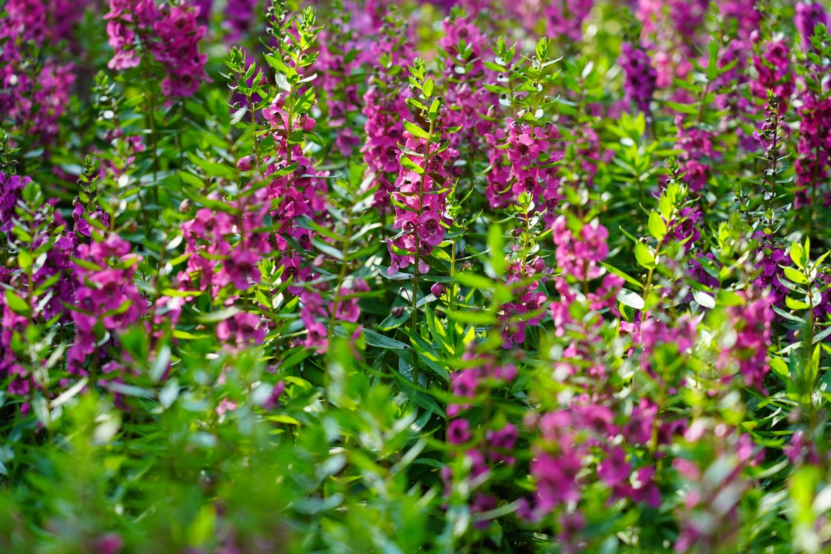 Fuchsia colored Angelonia angustifolia archangel flowers