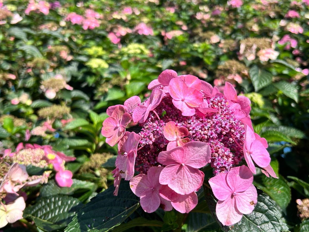 Pink Endless Summer® Pop Star® Hydrangea