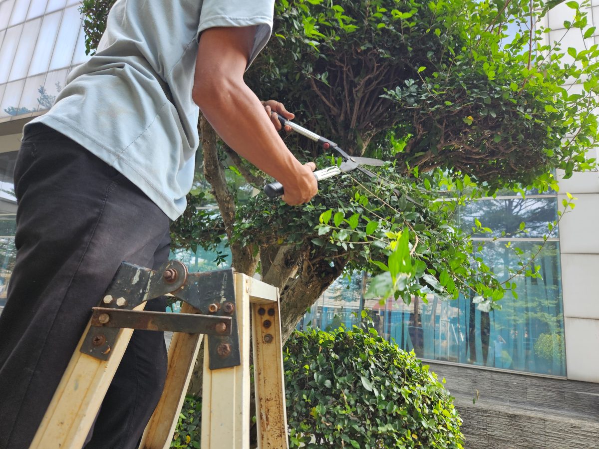Man trimming branches growing next to house.